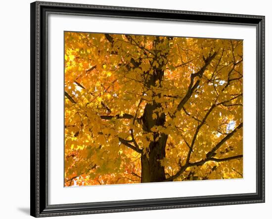 Autumn Leaves, Vermont, New England, USA-Demetrio Carrasco-Framed Photographic Print