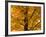 Autumn Leaves, Vermont, New England, USA-Demetrio Carrasco-Framed Photographic Print