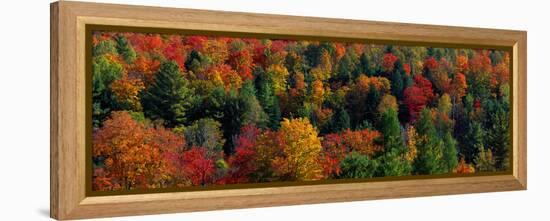 Autumn Leaves Vermont USA-null-Framed Stretched Canvas