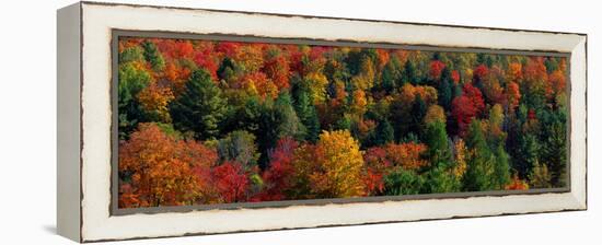 Autumn Leaves Vermont USA-null-Framed Stretched Canvas