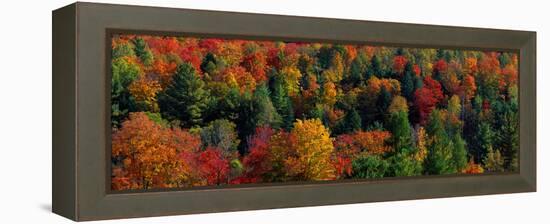 Autumn Leaves Vermont USA-null-Framed Stretched Canvas