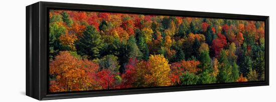 Autumn Leaves Vermont USA-null-Framed Stretched Canvas