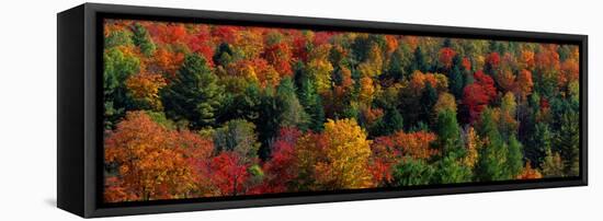 Autumn Leaves Vermont USA-null-Framed Stretched Canvas