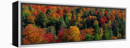 Autumn Leaves Vermont USA-null-Framed Stretched Canvas
