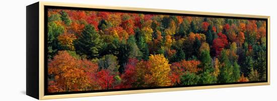 Autumn Leaves Vermont USA-null-Framed Stretched Canvas