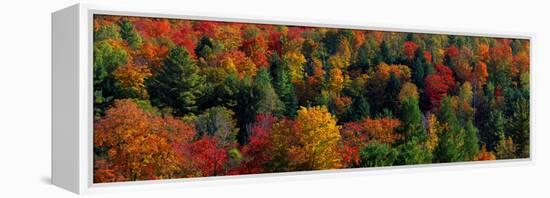 Autumn Leaves Vermont USA-null-Framed Stretched Canvas