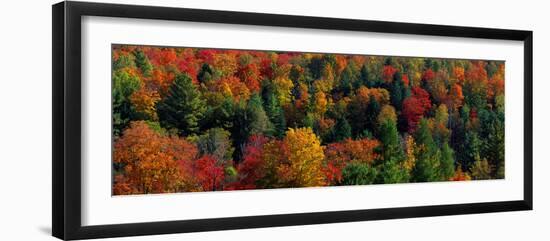 Autumn Leaves Vermont USA-null-Framed Premium Photographic Print