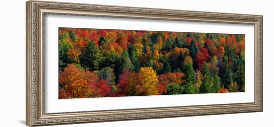 Autumn Leaves Vermont USA-null-Framed Photographic Print