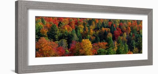 Autumn Leaves Vermont USA-null-Framed Photographic Print