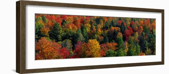 Autumn Leaves Vermont USA-null-Framed Photographic Print