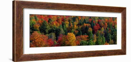 Autumn Leaves Vermont USA-null-Framed Photographic Print