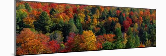 Autumn Leaves Vermont USA-null-Mounted Photographic Print
