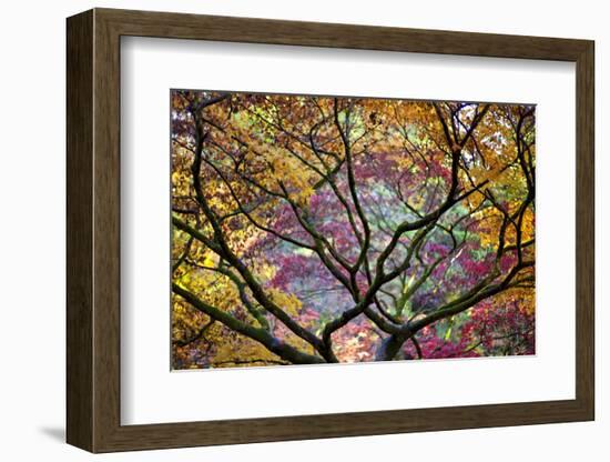 Autumn Leaves, Westonbirt Arboretum, Gloucestershire, England, UK-Peter Adams-Framed Photographic Print