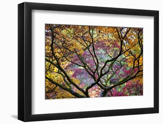 Autumn Leaves, Westonbirt Arboretum, Gloucestershire, England, UK-Peter Adams-Framed Photographic Print