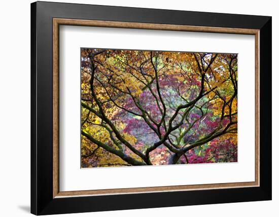 Autumn Leaves, Westonbirt Arboretum, Gloucestershire, England, UK-Peter Adams-Framed Photographic Print