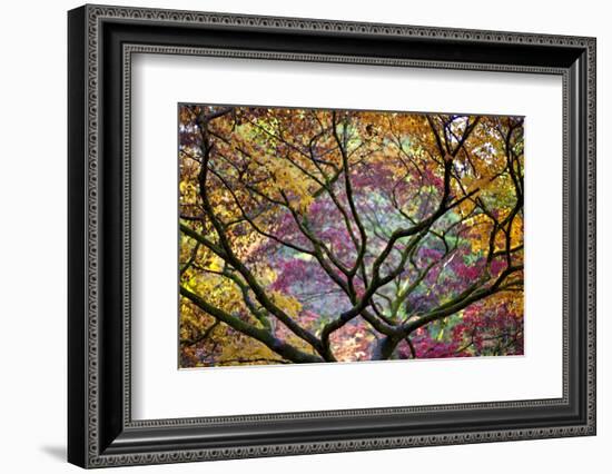 Autumn Leaves, Westonbirt Arboretum, Gloucestershire, England, UK-Peter Adams-Framed Photographic Print