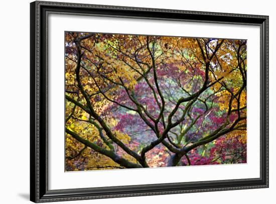 Autumn Leaves, Westonbirt Arboretum, Gloucestershire, England, UK-Peter Adams-Framed Photographic Print