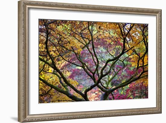 Autumn Leaves, Westonbirt Arboretum, Gloucestershire, England, UK-Peter Adams-Framed Photographic Print