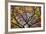 Autumn Leaves, Westonbirt Arboretum, Gloucestershire, England, UK-Peter Adams-Framed Photographic Print