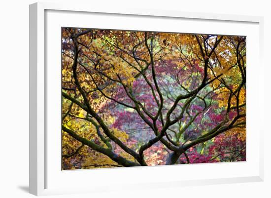 Autumn Leaves, Westonbirt Arboretum, Gloucestershire, England, UK-Peter Adams-Framed Photographic Print