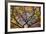 Autumn Leaves, Westonbirt Arboretum, Gloucestershire, England, UK-Peter Adams-Framed Photographic Print