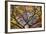 Autumn Leaves, Westonbirt Arboretum, Gloucestershire, England, UK-Peter Adams-Framed Photographic Print