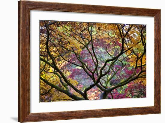 Autumn Leaves, Westonbirt Arboretum, Gloucestershire, England, UK-Peter Adams-Framed Photographic Print