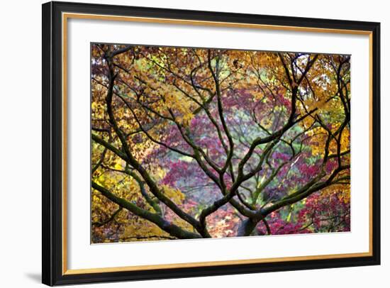 Autumn Leaves, Westonbirt Arboretum, Gloucestershire, England, UK-Peter Adams-Framed Photographic Print