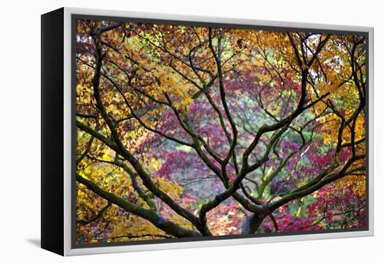 Autumn Leaves, Westonbirt Arboretum, Gloucestershire, England, UK-Peter Adams-Framed Premier Image Canvas