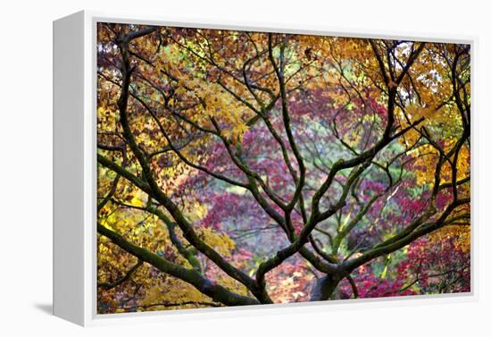 Autumn Leaves, Westonbirt Arboretum, Gloucestershire, England, UK-Peter Adams-Framed Premier Image Canvas