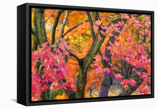 Autumn Leaves, Westonbirt Arboretum, Gloucestershire, England, UK-Peter Adams-Framed Premier Image Canvas