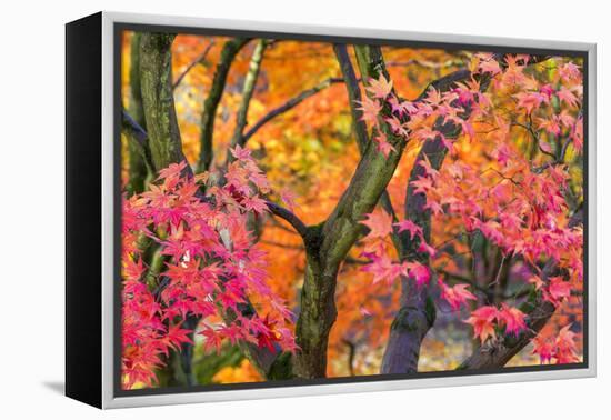 Autumn Leaves, Westonbirt Arboretum, Gloucestershire, England, UK-Peter Adams-Framed Premier Image Canvas