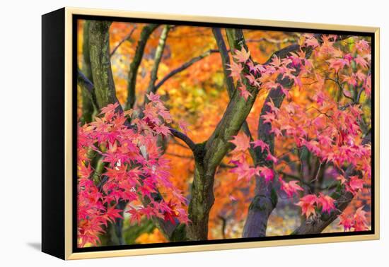 Autumn Leaves, Westonbirt Arboretum, Gloucestershire, England, UK-Peter Adams-Framed Premier Image Canvas