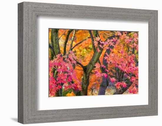 Autumn Leaves, Westonbirt Arboretum, Gloucestershire, England, UK-Peter Adams-Framed Photographic Print