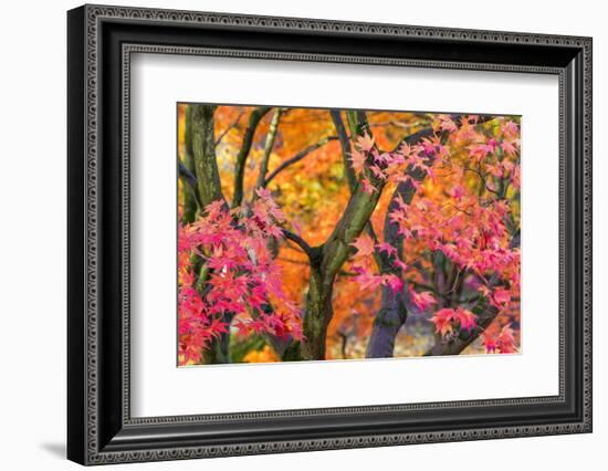 Autumn Leaves, Westonbirt Arboretum, Gloucestershire, England, UK-Peter Adams-Framed Photographic Print