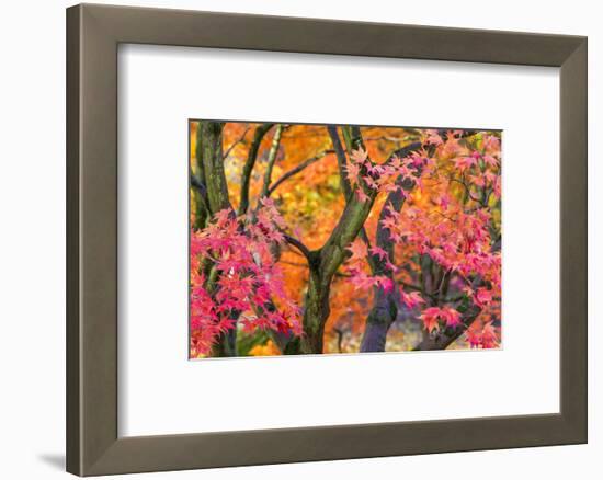 Autumn Leaves, Westonbirt Arboretum, Gloucestershire, England, UK-Peter Adams-Framed Photographic Print