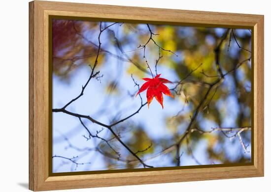 Autumn Leaves, Westonbirt Arboretum, Gloucestershire, England, UK-Peter Adams-Framed Premier Image Canvas