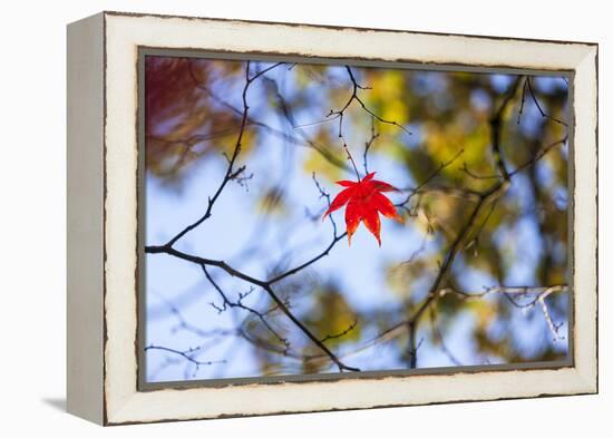 Autumn Leaves, Westonbirt Arboretum, Gloucestershire, England, UK-Peter Adams-Framed Premier Image Canvas