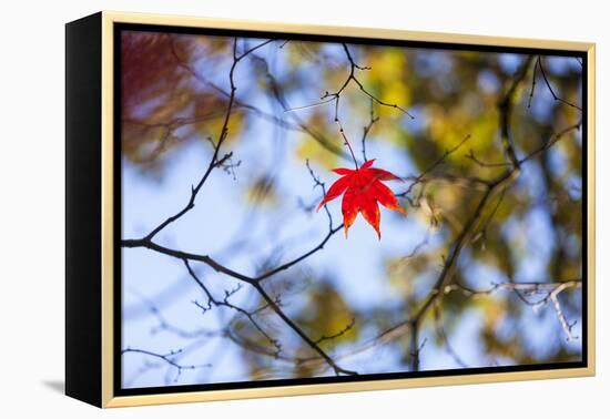 Autumn Leaves, Westonbirt Arboretum, Gloucestershire, England, UK-Peter Adams-Framed Premier Image Canvas