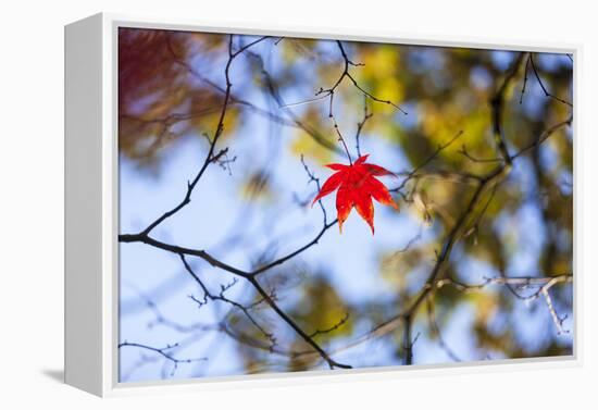 Autumn Leaves, Westonbirt Arboretum, Gloucestershire, England, UK-Peter Adams-Framed Premier Image Canvas