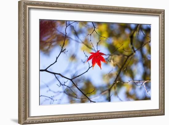 Autumn Leaves, Westonbirt Arboretum, Gloucestershire, England, UK-Peter Adams-Framed Photographic Print