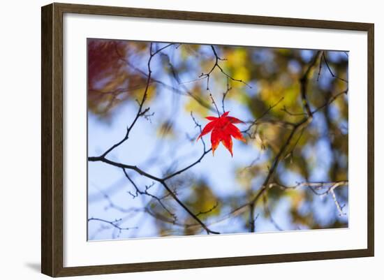 Autumn Leaves, Westonbirt Arboretum, Gloucestershire, England, UK-Peter Adams-Framed Photographic Print