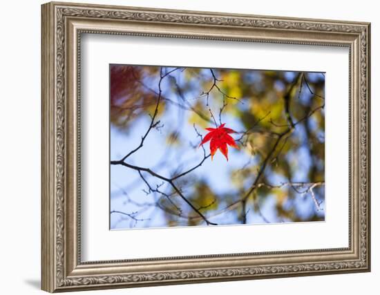 Autumn Leaves, Westonbirt Arboretum, Gloucestershire, England, UK-Peter Adams-Framed Photographic Print