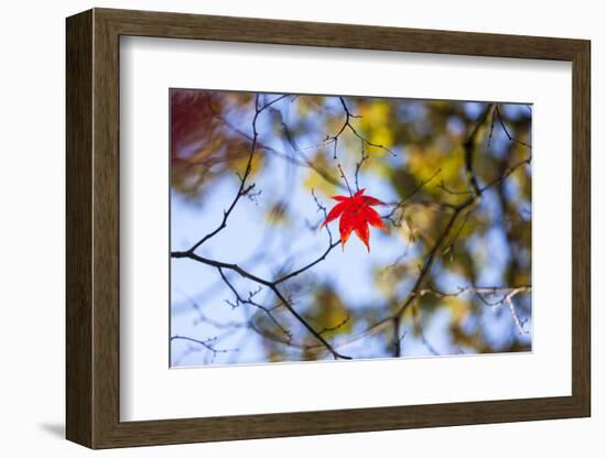 Autumn Leaves, Westonbirt Arboretum, Gloucestershire, England, UK-Peter Adams-Framed Photographic Print