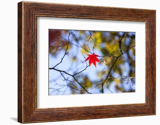 Autumn Leaves, Westonbirt Arboretum, Gloucestershire, England, UK-Peter Adams-Framed Photographic Print