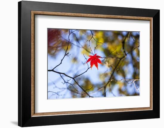 Autumn Leaves, Westonbirt Arboretum, Gloucestershire, England, UK-Peter Adams-Framed Photographic Print