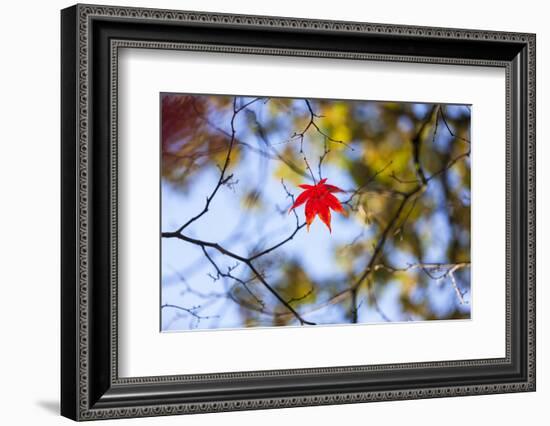 Autumn Leaves, Westonbirt Arboretum, Gloucestershire, England, UK-Peter Adams-Framed Photographic Print