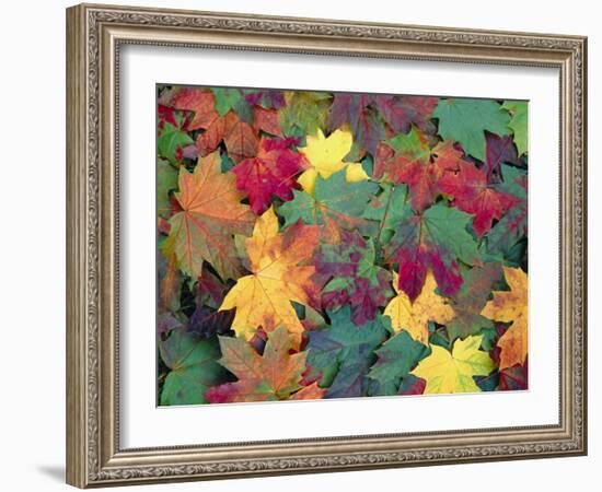 Autumn Leaves-John Miller-Framed Photographic Print