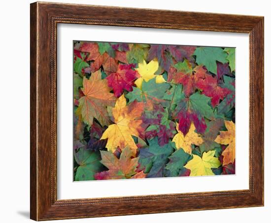 Autumn Leaves-John Miller-Framed Photographic Print