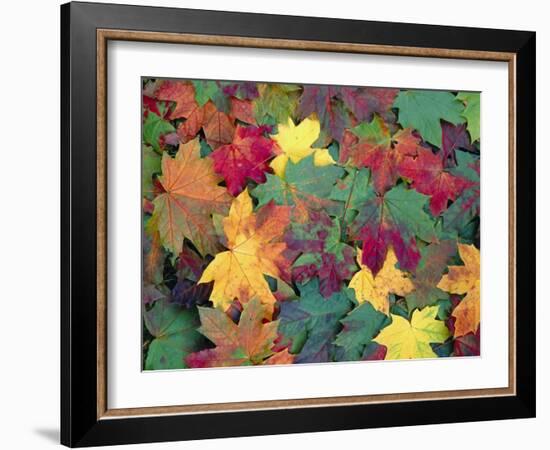 Autumn Leaves-John Miller-Framed Photographic Print